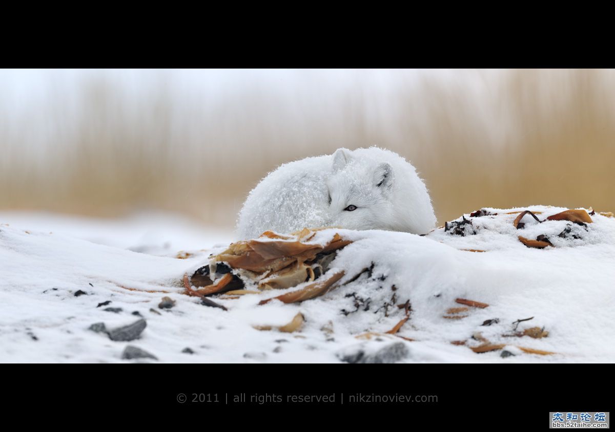 雪狐 作者 Николай Зиновьев.jpg