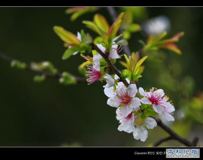 太和雨后樱桃花2.jpg