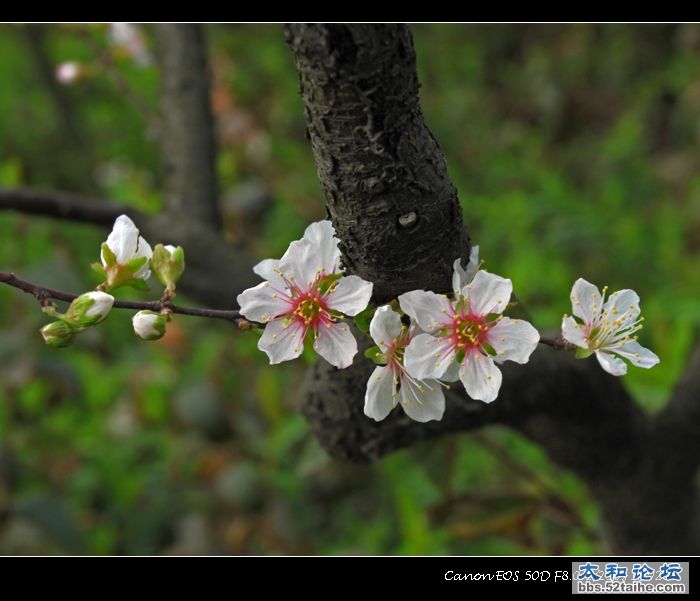 太和樱桃花1.jpg