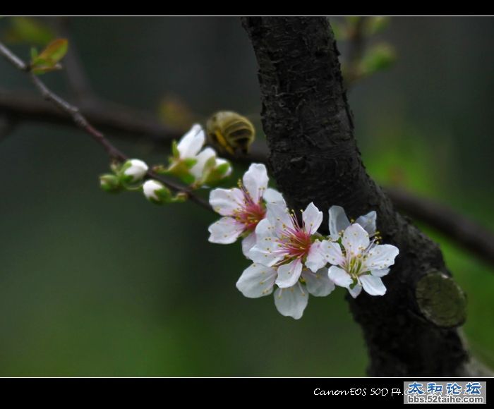 太和樱桃花5.jpg