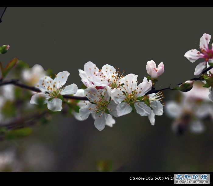 太和樱桃花盛开4.jpg