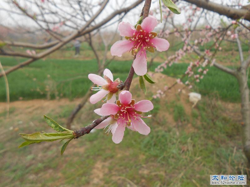 桃花 (16)_副本.jpg