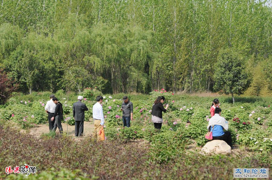 颍州西湖醉游人7.jpg