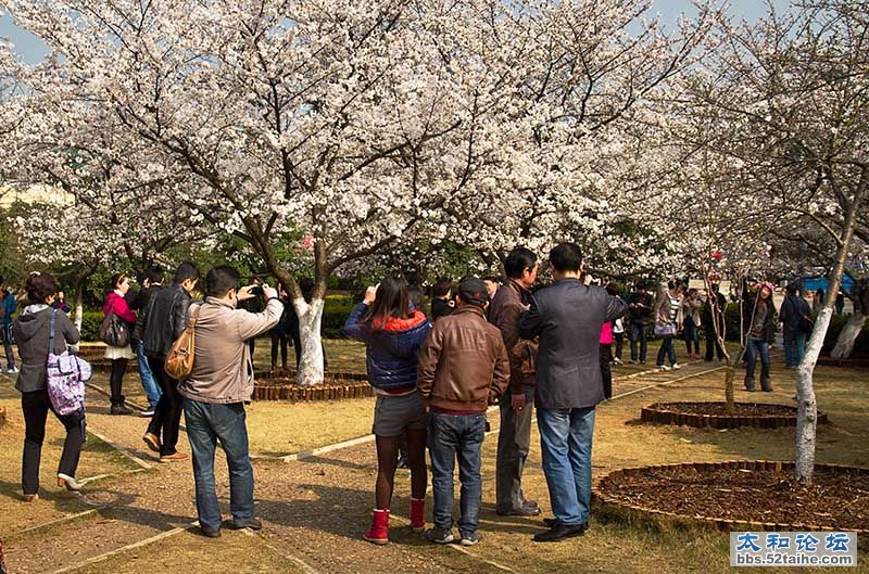 武大樱花节4.jpg