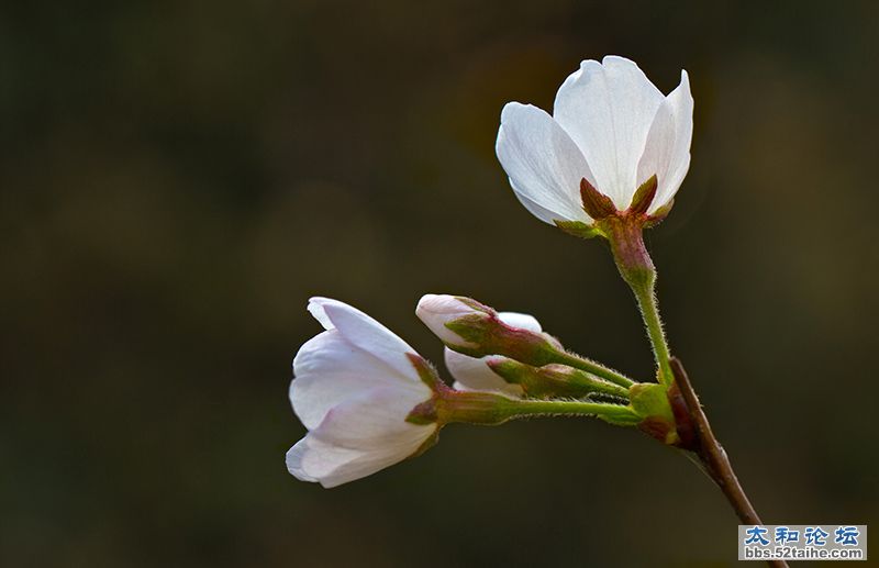 武大樱花节6.jpg