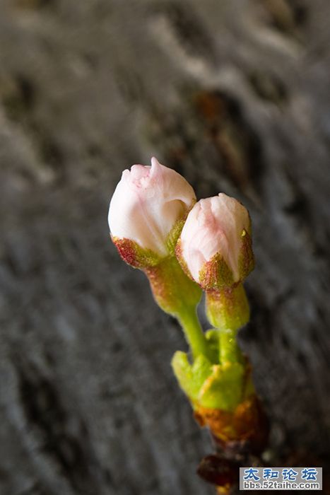 武大樱花节7.jpg