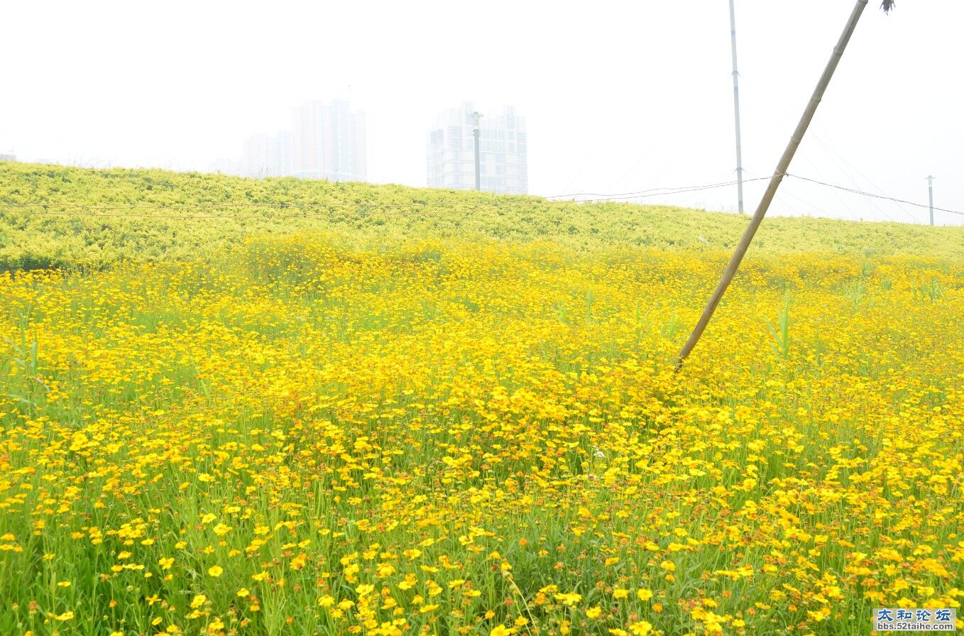 明确的告诉你，这不是油菜也不是菊花，是啥我也不知道