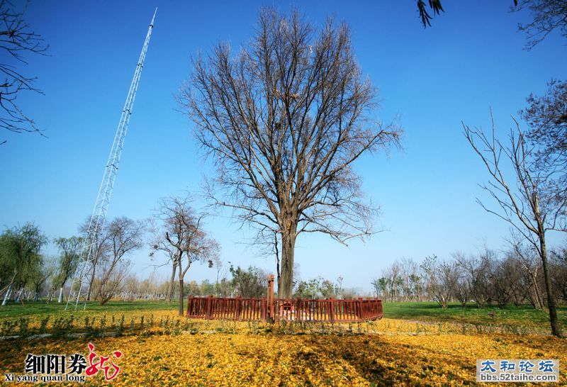 李洪伟--初冬的太和湿地.jpg